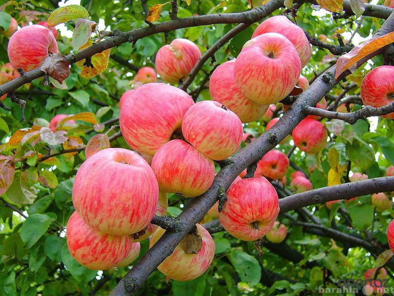 Вакансия: Сезонная работа по уборке урожая яблок